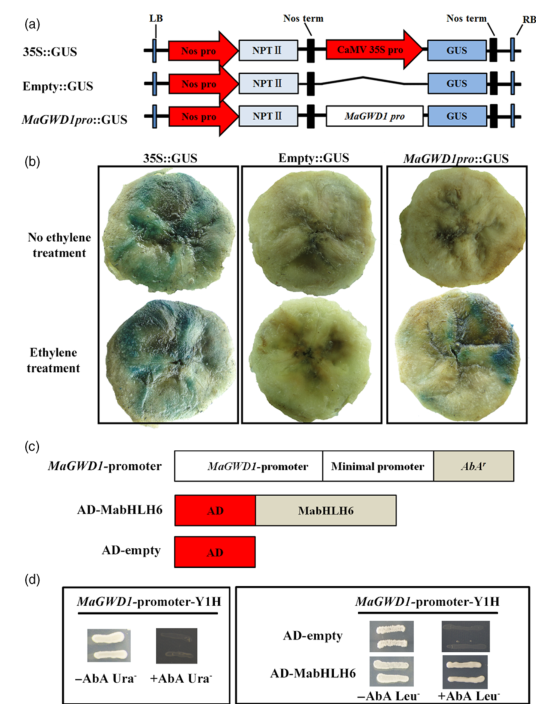 iTRAQ蛋白質(zhì)組學(xué)分析、itraq實(shí)驗(yàn)服務(wù)、iTRAQ技術(shù)