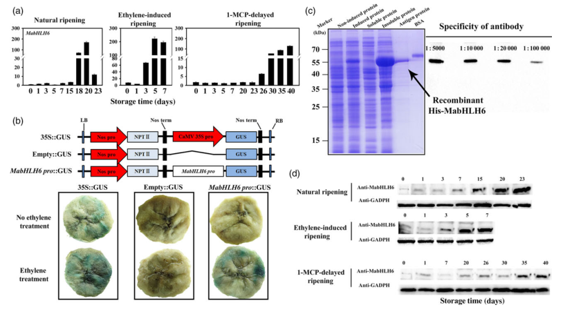 iTRAQ蛋白質(zhì)組學(xué)分析、itraq實(shí)驗(yàn)服務(wù)、iTRAQ技術(shù)