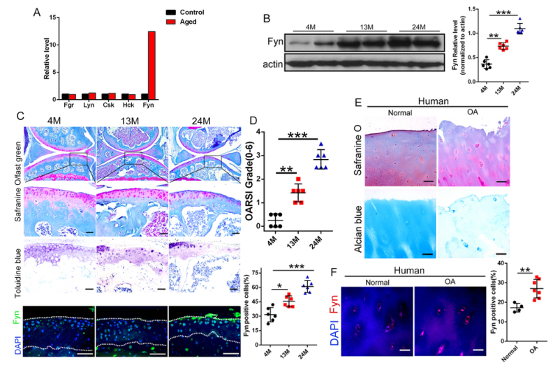 iTRAQ蛋白質(zhì)組學(xué)分析、itraq實(shí)驗(yàn)服務(wù)、iTRAQ技術(shù)