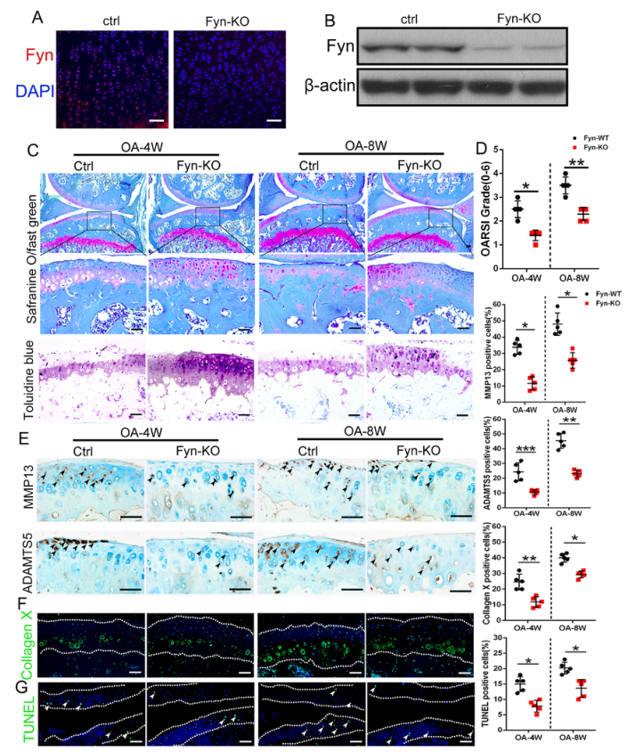 iTRAQ蛋白質(zhì)組學(xué)分析、itraq實(shí)驗(yàn)服務(wù)、iTRAQ技術(shù)