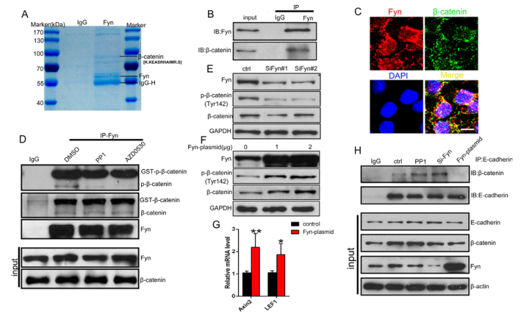 iTRAQ蛋白質(zhì)組學(xué)分析、itraq實(shí)驗(yàn)服務(wù)、iTRAQ技術(shù)