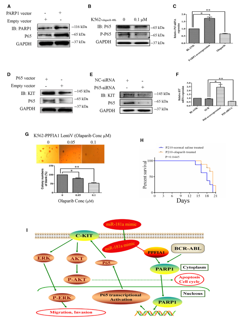 SILAC實(shí)驗(yàn)、Co-IP技術(shù)服務(wù)-客戶文獻(xiàn)-輝駿生物.png