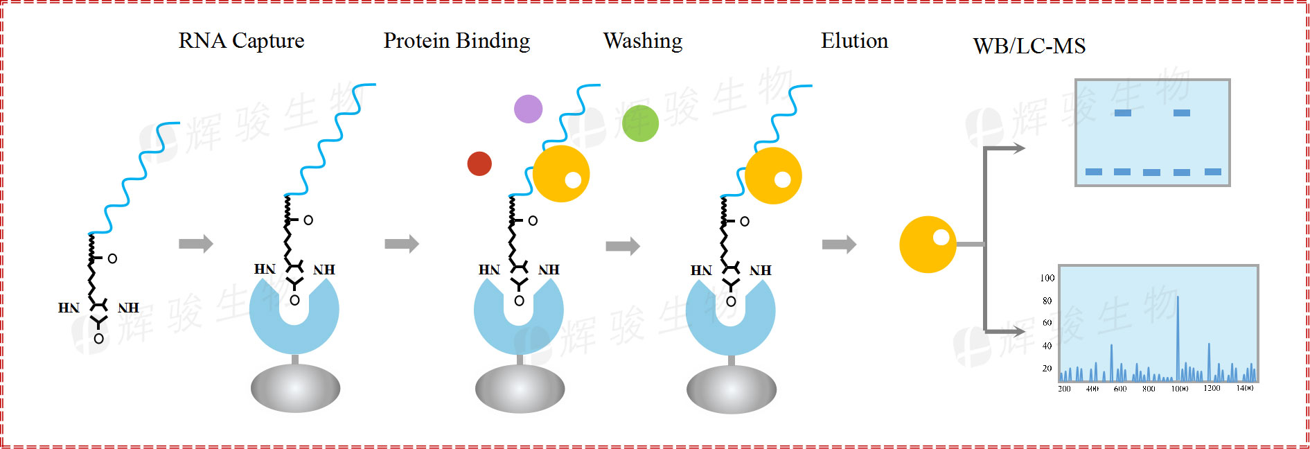 RNA pull down，rna pull-down實(shí)驗(yàn)原理和步驟
