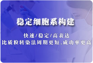 基因表達(dá)穩(wěn)轉(zhuǎn)株構(gòu)建（慢病毒）