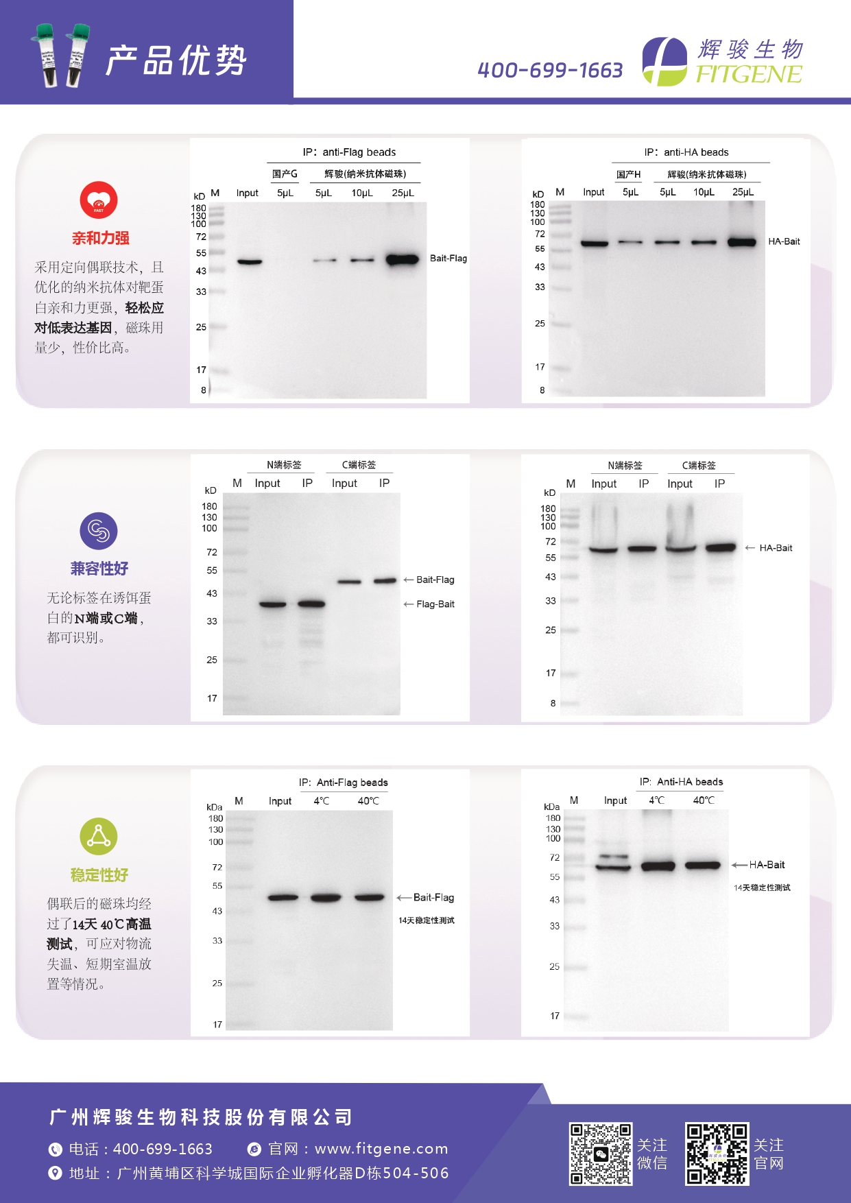 輝駿生物ChainFree?標簽納米抗體磁珠(Flag、HA、V5、GFP、mCherry)-無輕重鏈污染-親和力強