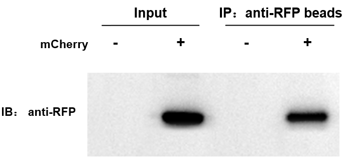 輝駿生物 Anti-RFP納米抗體磁珠生產(chǎn)商價(jià)格低-無輕重鏈污染.jpg