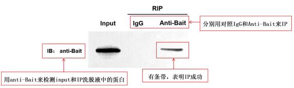 誘餌蛋白Western blot檢測(cè)結(jié)果圖.jpg