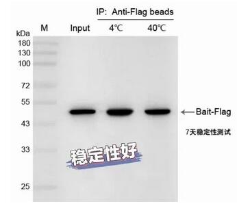 輝駿生物納米抗體磁珠在4℃和40℃條件下保存7天后進(jìn)行IP穩(wěn)定性檢測示意圖.jpg 輝駿生物納米抗體磁珠在4℃和40℃條件下保存7天后進(jìn)行IP穩(wěn)定性檢測示意圖.jpg