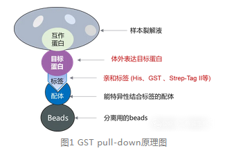 GST pull-down原理圖-輝駿生物GST pulldown價(jià)格低-周期短.png