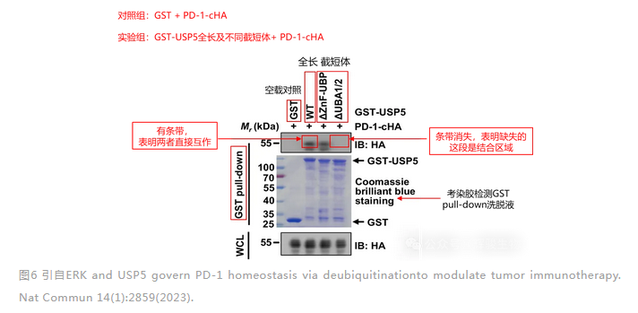 GST pull-down驗(yàn)證兩個(gè)蛋白結(jié)合的結(jié)構(gòu)域-輝駿生物.png